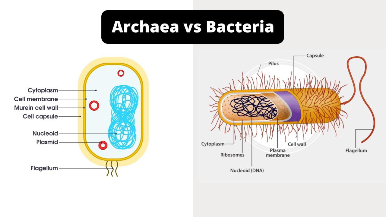 Archaebacteria eubacteria between nutrition pdf differences