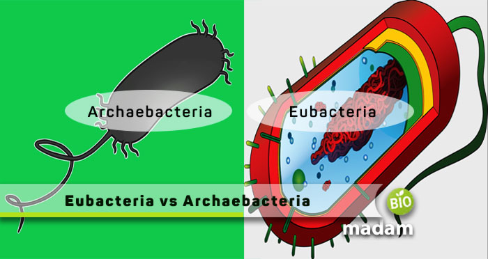 Tabel perbedaan archaebacteria dan eubacteria