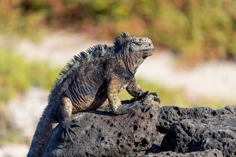 Iguana iguanas difference