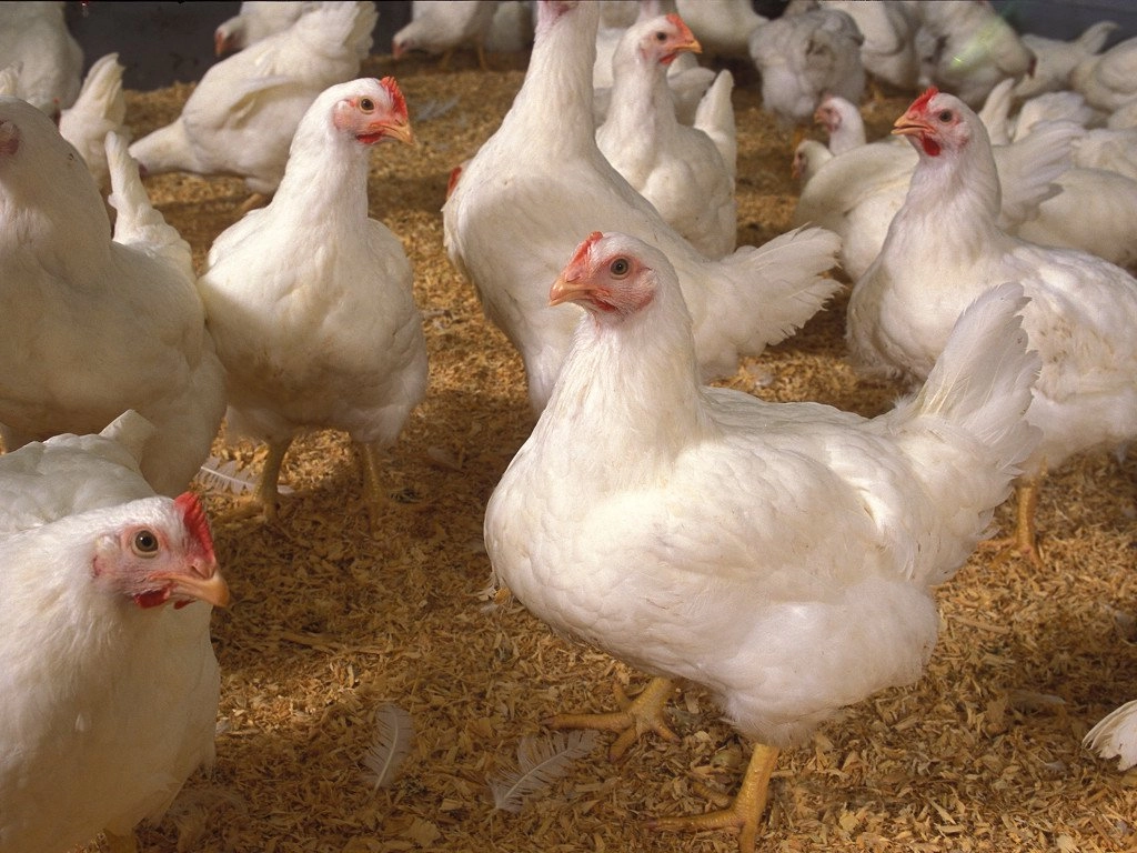 Perbedaan ayam pejantan dan broiler