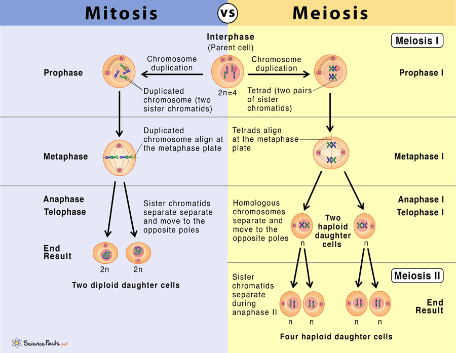 Tabel perbedaan amitosis mitosis dan meiosis