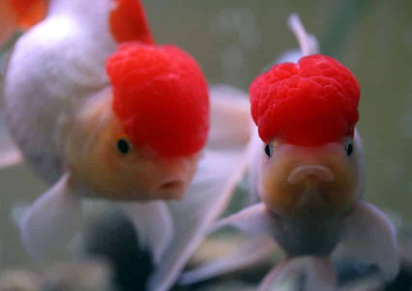 Goldfish breeding oranda fantail comet goldfisch result mania