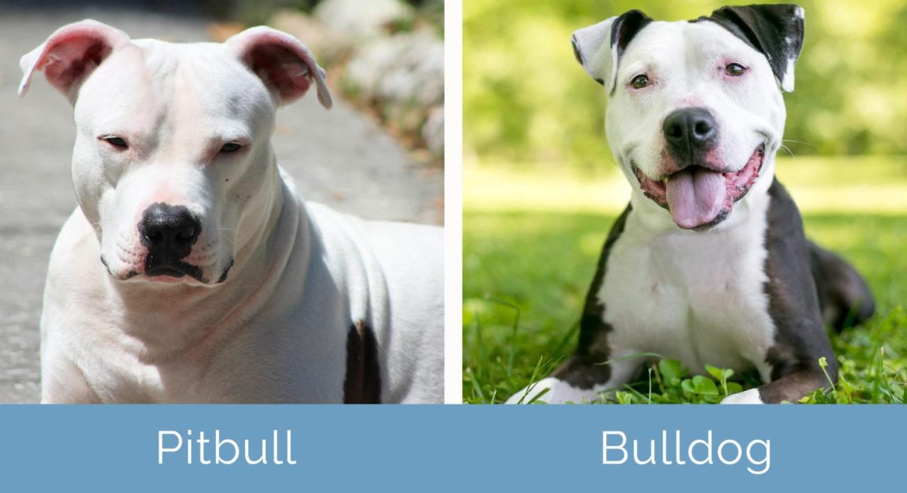 Perbedaan pitbull dan bulldog