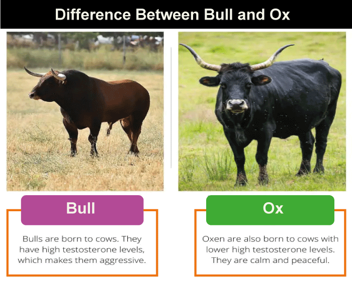 Ox cow