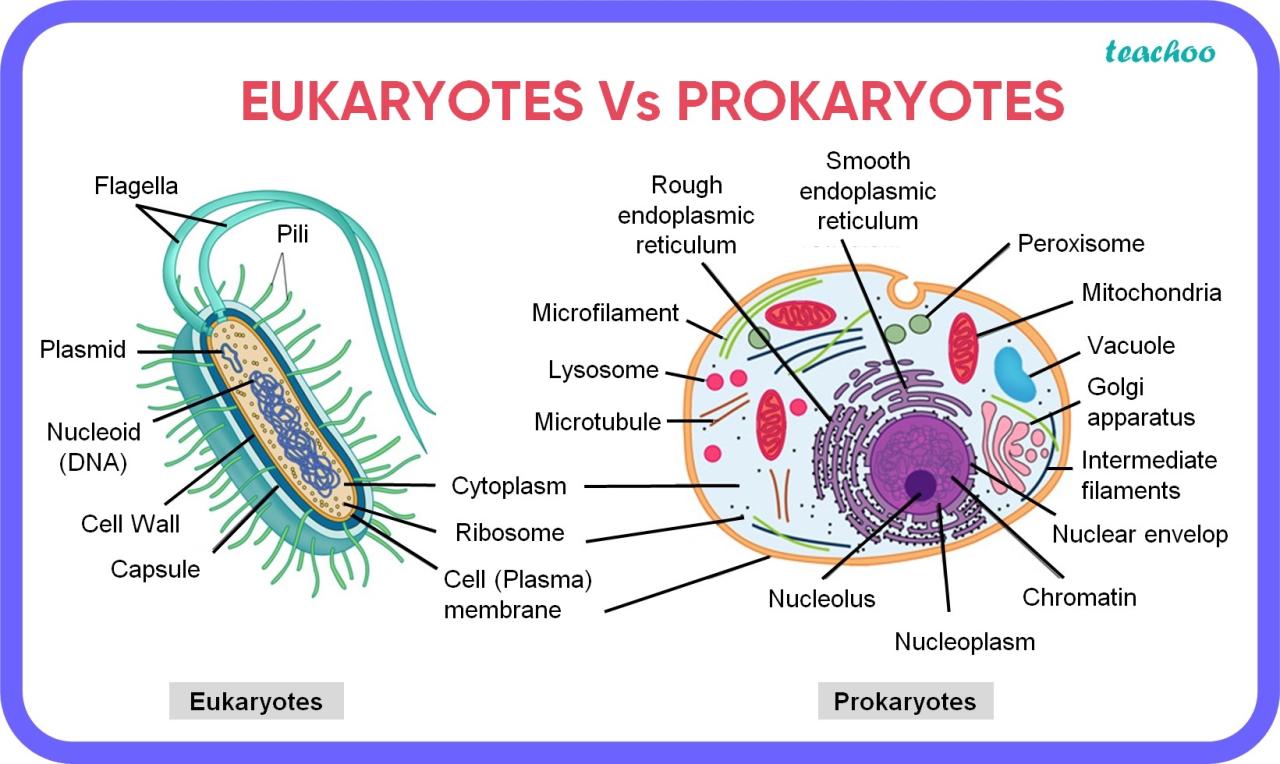 Tabel perbedaan sel eukariotik dan prokariotik