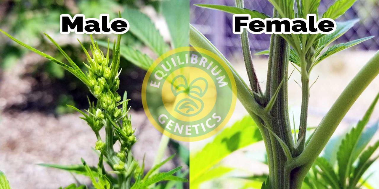 Male female plants tell cannabis difference between