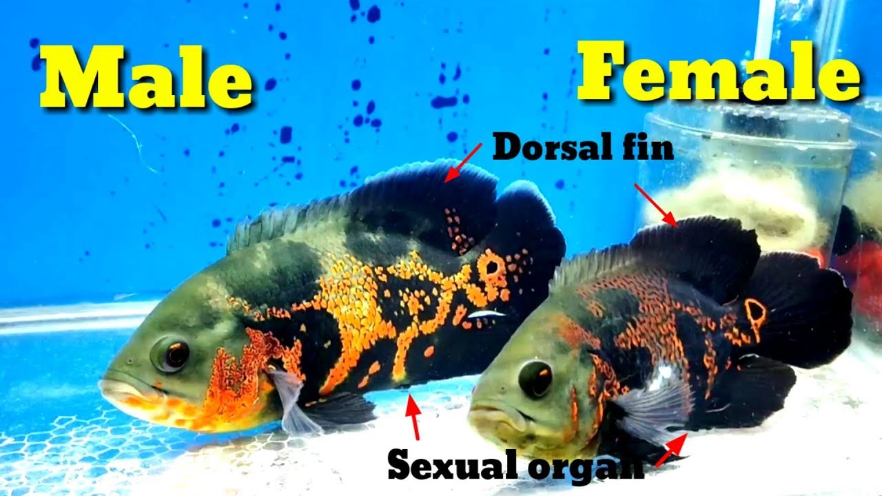 Fish male female oscar difference