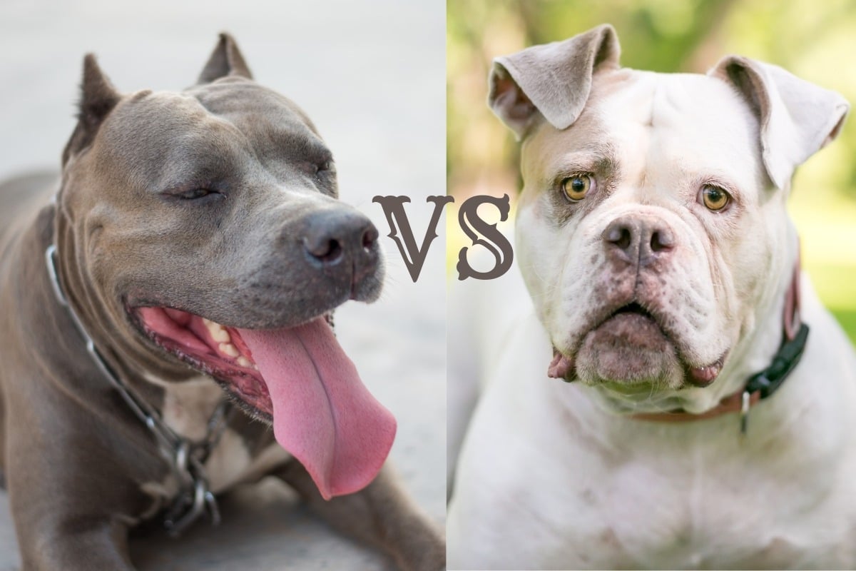 Perbedaan pitbull dan bulldog