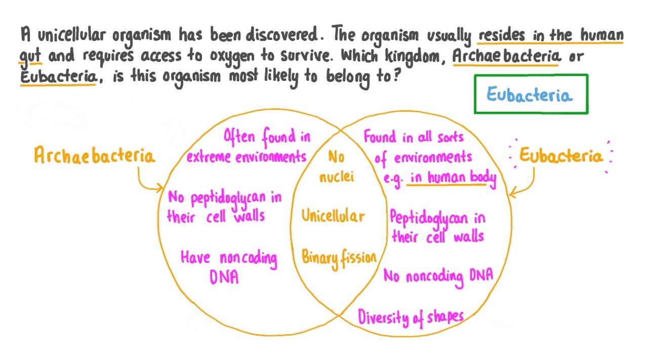 Tabel perbedaan archaebacteria dan eubacteria